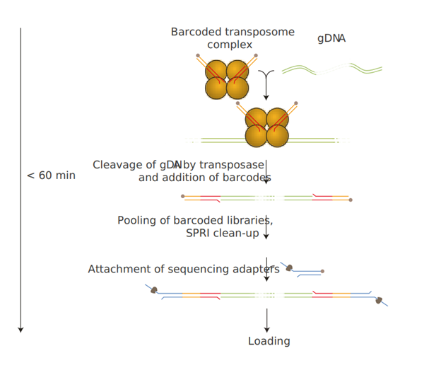 протокол rapid barcoding v14.png