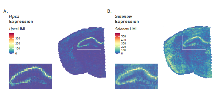 Пространственная экспрессия генов Hpca (A) и Selenow (B) в головном мозге мыши