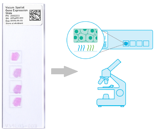 Микроскопия и фотографирование подготовленного препарата срезов ткани