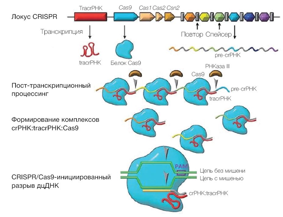 Рис. 1. Схема адаптивного иммунного ответа на примере системы CRISPR-Cas9.JPG