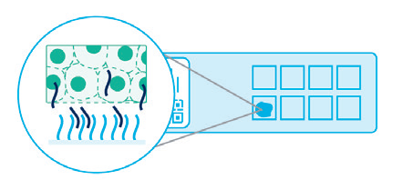 Пермеабилизация клеток среза