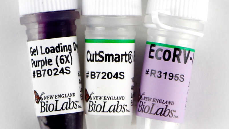 Эндонуклеаза рестрикции EcoRV-HF®