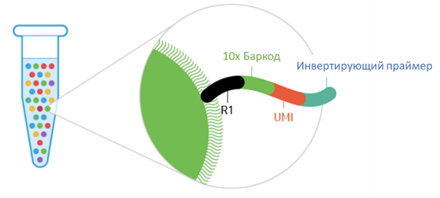 Схема структуры олигонуклеотидов, закреплённых на гелевой частице.png