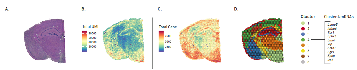 Результаты анализа пространственной экспрессии генов в головному мозге мыши по технологии Visium