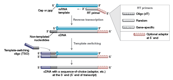 Схема обратной транскрипции со сменой матриц
