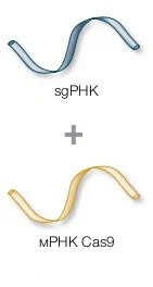 Форма доставки.jpg