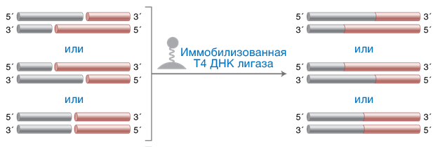 Механизм действия T4 ДНК лигазы, иммобилизованной на магнитных частицах.png