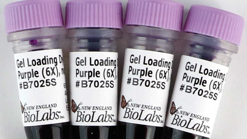 England biolabs
