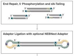 Принцип работы модуля NEBNext® Ultra™ II NEBNext® Ultra™ II для лигирования.JPG