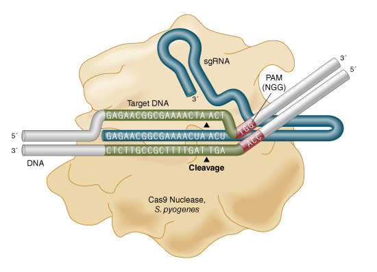 Принцип работы нуклеазы Cas9, S. Pyogenes