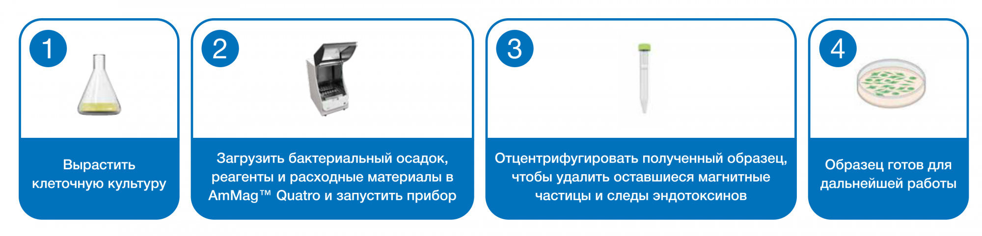 AmMag™ Quatro этапы работы.png