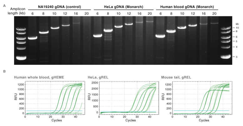 T3010_Monarch_gDNA_Figure2.jpg