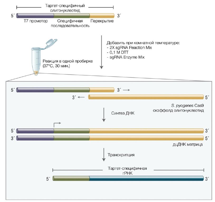 Рис. 7. Синтез сгРНК с помощью набора EnGen®..JPG