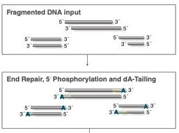 Принцип работы модуля NEBNext® Ultra™ II для восстановления концов ДНК и безматричного 3'-аденилирования.JPG