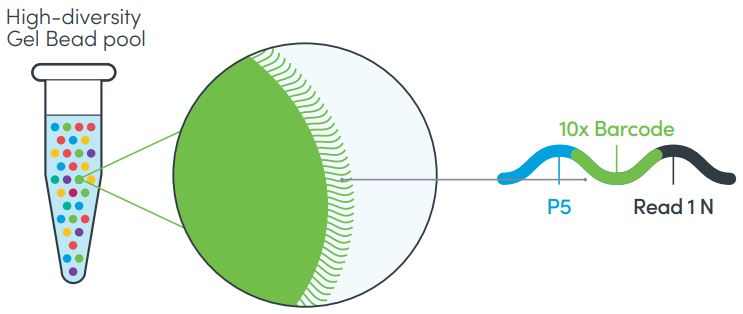 ATAC-seq баркодирование.JPG