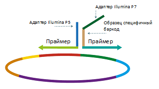 Амплификация с праймерами.png