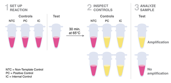 SARS-COV2-_LAMP_Method_0420.png