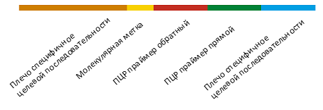 Рис. 1. Строение зонда smMIP..png