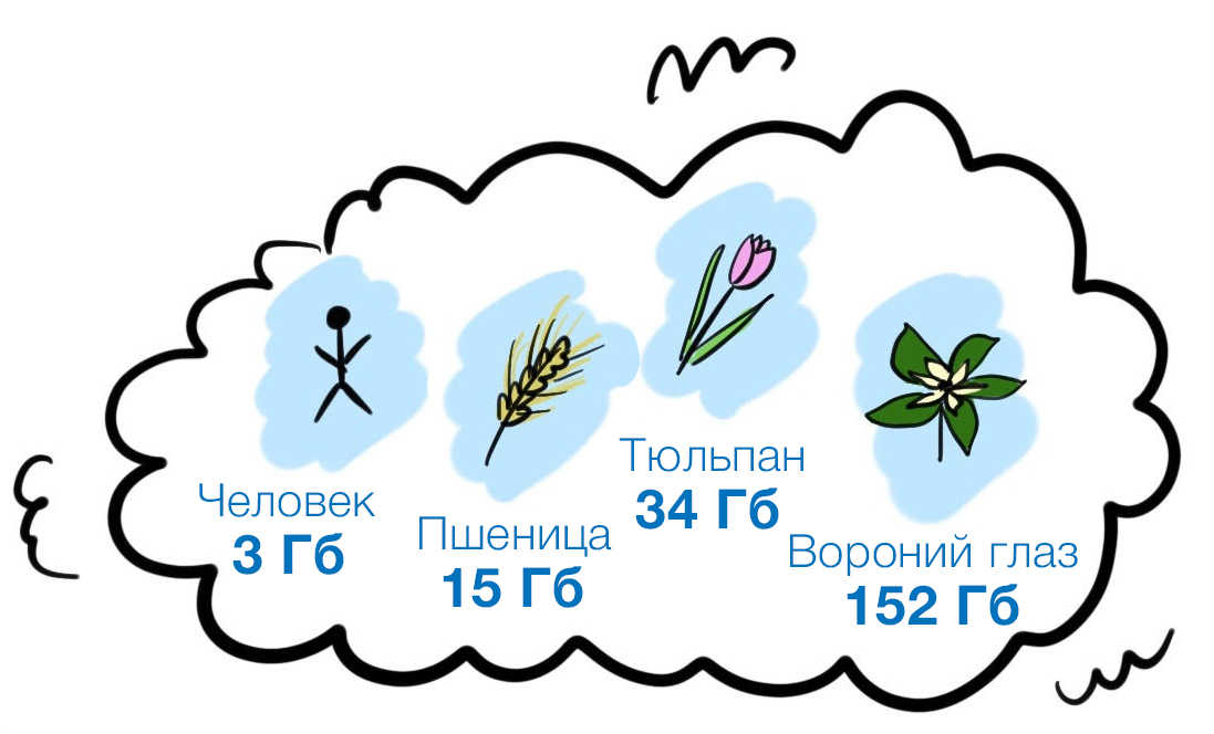 геномы человека и растений.jpg