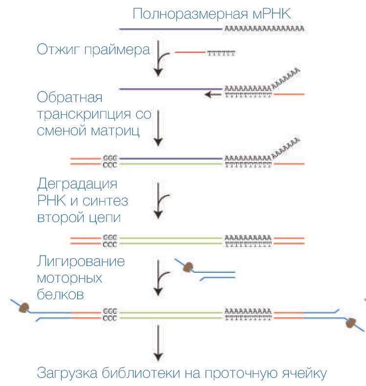 Моторные белки это