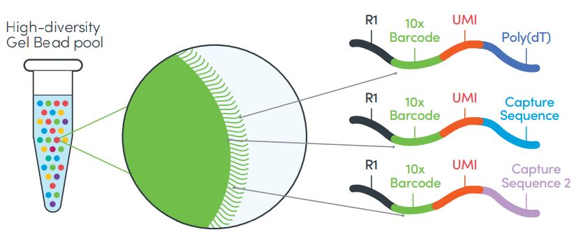 3-экспрессия баркодирование.JPG