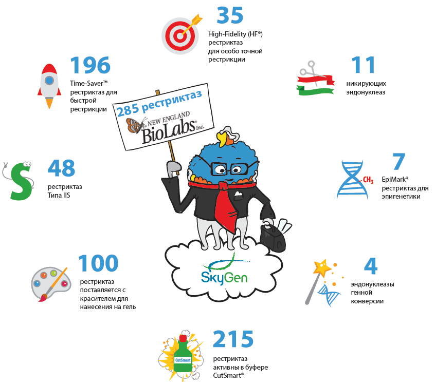 Инфографика "Рестриктазы New England Biolabs"