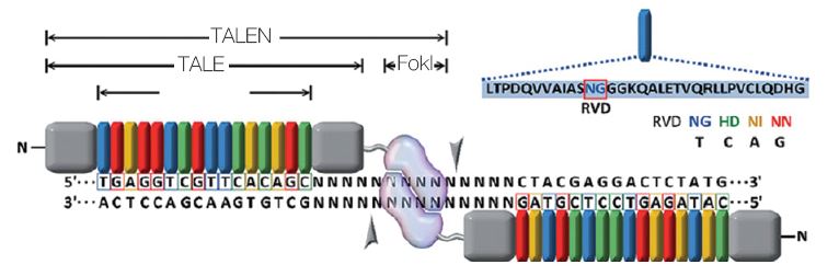 Рис. 5. Устройство нуклеаз TALEN..JPG