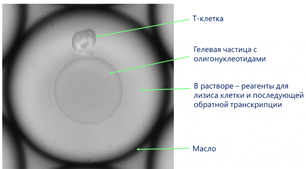 Эмульсионная капля с гелевой частицей