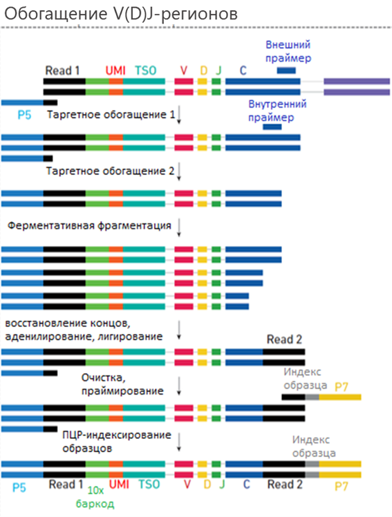 Схема амплификации V(D)J-регионов T- и B-клеток и общий вид финальной библиотеки.png