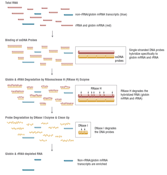 Набор NEBNext® для избавления от глобиновой и рибосомальной РНК