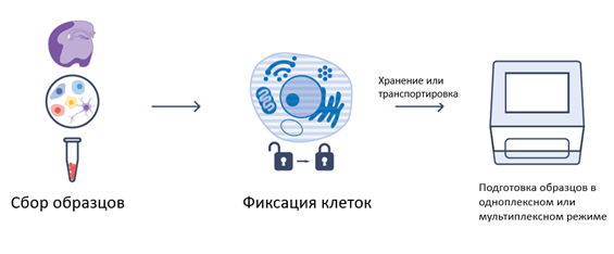 Chromium Next GEM Single Cell Fixed RNA protocol.png