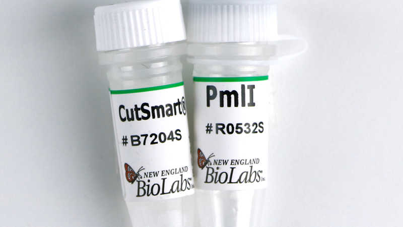 Эндонуклеаза рестрикции PmlI