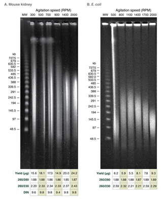 Рис. 4 Пульс-электрофорез4.png