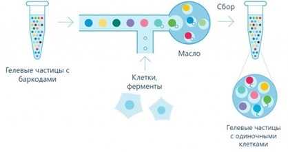 Процесс объединения гелевых частиц и клеток в индивидуальные эмульсионные капли..jpg
