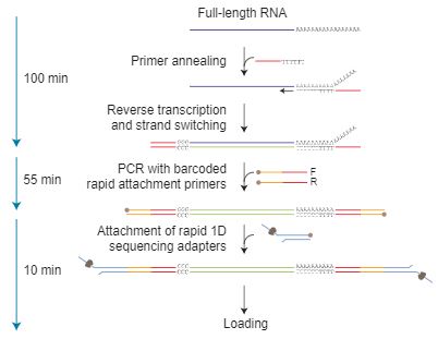 PCR-cDNA Barcoding Kit протокол.JPG