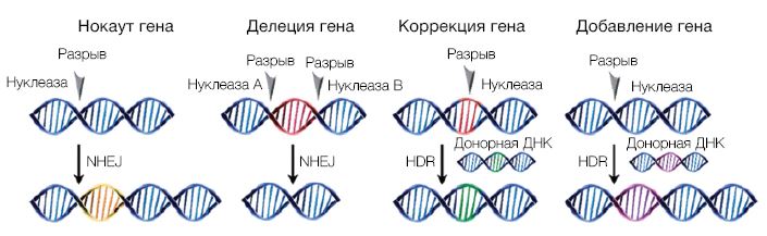 Рис. 3. Возможные результаты геномного редактирования с помощью сайт-специфических нуклеаз..JPG