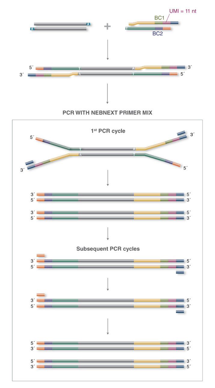 Набор NEBNext® для мультиплексирования библиотек ДНК с комплектом из 96 пар дважды индексирующих адаптеров c UMI №1 для платформы Illumina®.png
