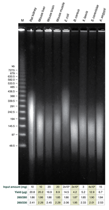 Рис. 3 Пульс-электрофорез3.png