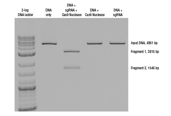 In vitro расщепление дцДНК с помощью нуклеазы Cas9, S. Pyogenes