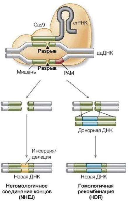 Рис. 2. Варианты репарационных механизмов, активирующихся после двухцепочечного разрыва ДНК..JPG