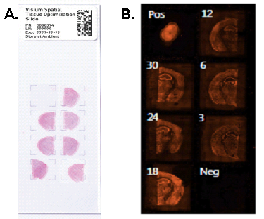 Срезы ткани на слайде Visium для оптимизации условий пермеабилизации