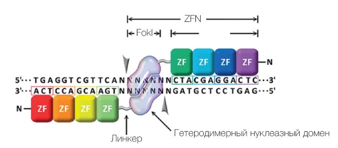 Рис. 4. Устройство нуклеаз ZFN..JPG
