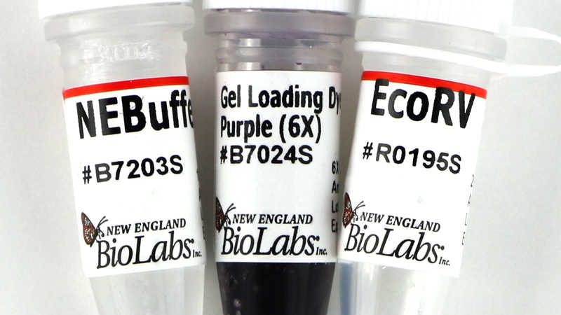 Эндонуклеаза рестрикции EcoRV