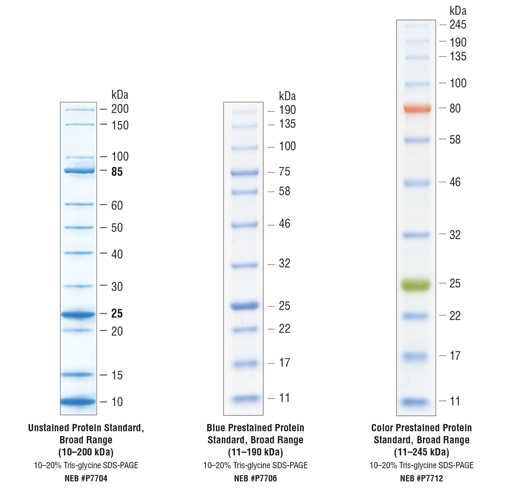 Protein_Stds картинка.jpg