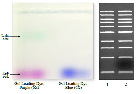 Краситель для нанесения на гель, пурпурный
