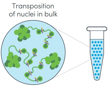 ATAC-seq образец.JPG