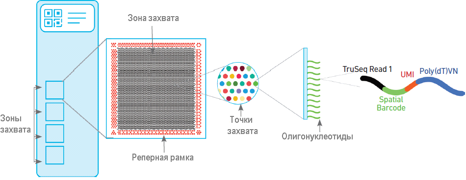 Устройство слайда Visium для анализа пространственной экспрессии генов
