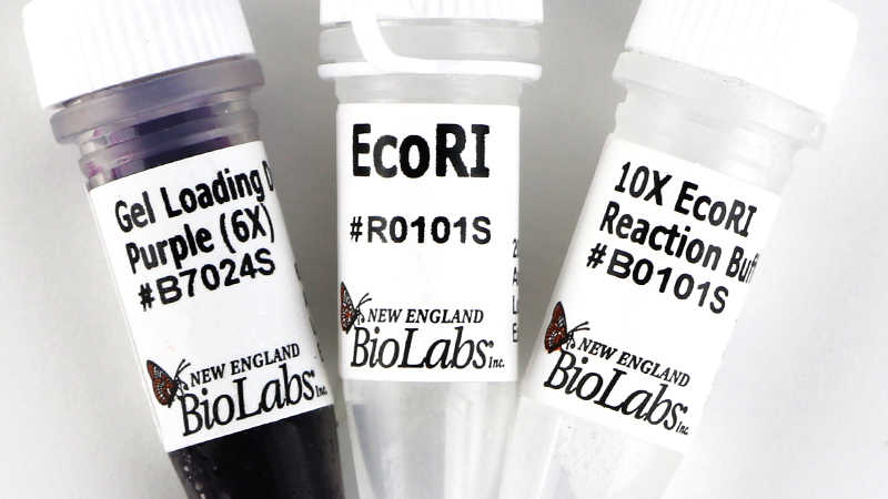 Эндонуклеаза рестрикции EcoRI