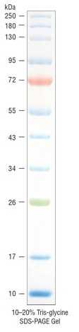 Маркер молекулярной массы белков широкого спектра (10-250 кДа), предокрашенный разноцветный (арт. P7719 L/S)
