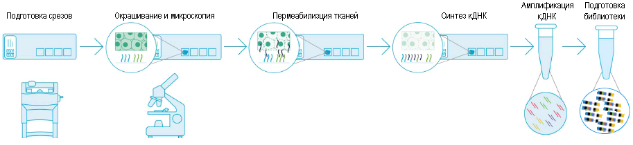 Общая схема подготовки NGS-библиотеки для анализа пространственной экспрессии генов с помощью технологии Visium 